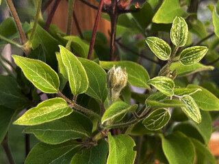 Clematis Montana Blossom Bud surrounded by Textured Green Leaves in Natural Light