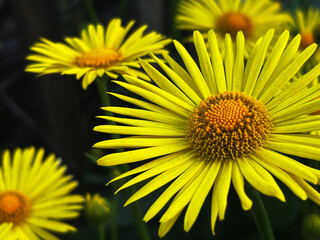 Detailed close-up of yellow daisy flowers showing the texture of the petals and the flower center