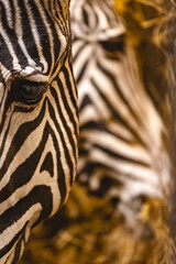 A close-up, abstract view captures the iconic black and white stripes of two zebras