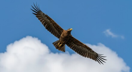 Obraz premium Majestic Juvenile Eagle in Flight Soaring Above Clouds Wildlife Photography