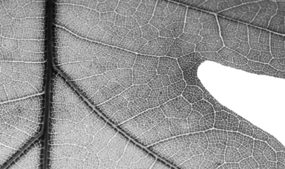 Distressed grunge leaf texture overlay on a transparent background.