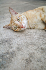 Portrait ginger or orange cat is lying on the floor, staring at the camera, its ears are erect, feeling alert.