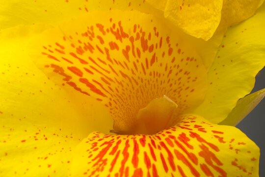 Petals of the Indian canna flower or Canna Lily or canna yellow king humbert close up.