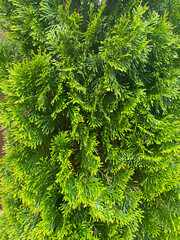 Green thuja plant close-up with dense evergreen foliage, natural botanical texture background for landscaping and garden design