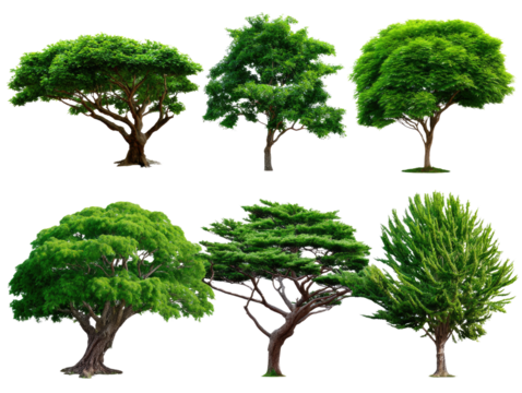 Collection of Green Trees: A diverse collection of six lush green trees, isolated on a white background, showcasing various shapes, sizes, and species.