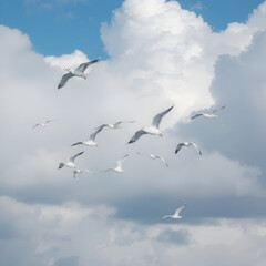 Fototapeta premium the terns are flying in the clouds