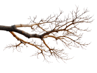 Bare Tree Branch: A detailed close-up shot of a gnarled, leafless tree branch against a white background, showcasing its intricate network of branches and textures.