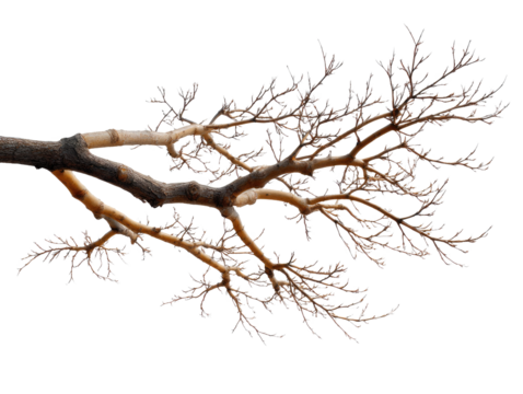 Bare Tree Branch: A detailed close-up shot of a gnarled, leafless tree branch against a white background, showcasing its intricate network of branches and textures.