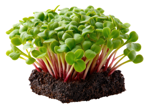 Microgreens: A vibrant cluster of fresh, organic microgreens in full view, with a rich, dark soil base, offering a visual feast for health enthusiasts and culinary creatives.