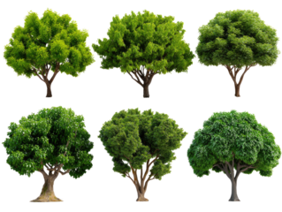 Arboreal Symphony: Six verdant trees, each a unique arboreal specimen, showcase the diversity of nature's living architecture in a bright studio setting.