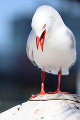 A red tip seagull is singing