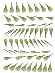 Rose Leaf 3d Rotation Sequence with Transparency
