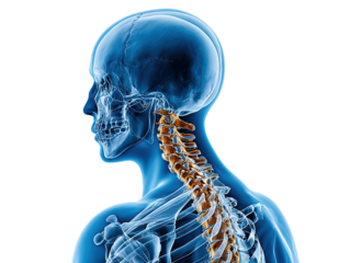 Human Anatomy: Depicting the intricate anatomy of the human spine and neck. A detailed medical illustration showcasing the skeletal structure, highlighting the spinal column and surrounding anatomy.