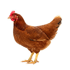 Fototapeta premium A beautiful brown hen stands proudly against a black backdrop, showcasing its vibrant plumage and form.