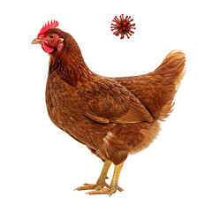 Fototapeta premium A brown chicken stands next to a virus particle, illustrating the impact of avian diseases.