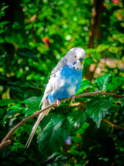 parakeet