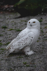 A captivating snowy owl stands firmly on a surface of grey gravel and sparse green grass
