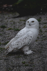 A captivating snowy owl stands firmly on a surface of grey gravel and sparse green grass