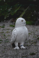A captivating snowy owl stands firmly on a surface of grey gravel and sparse green grass