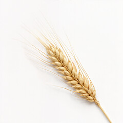 A close-up of a golden wheat ear isolated on a white background.