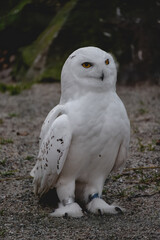 A captivating snowy owl stands firmly on a surface of grey gravel and sparse green grass