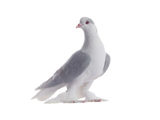 lahore pigeon isolated on white background