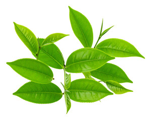 Fototapeta premium Fresh Green Tea Leaves: Isolated on Transparent Background png