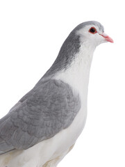 Lahore pigeon isolated on white background