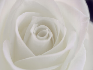 macro photography of a white rose bud