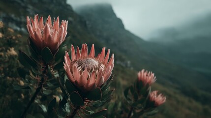 Close-Up of Beautiful Pink Flowers in Misty Mountain Landscape with Soft Light and Moody Atmosphere