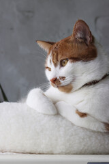 A ginger cat is sitting in a bed. Paws tucked. With a thoughtful look.