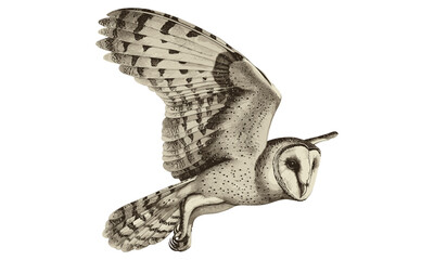 Retro Barn Owl Illustration, Antique Wildlife Etching, Vintage Flight Drawing, Hand-drawn Monochrome Bird Sketch, Classic Nature Engraving, Forest Creature Art, black and white owl