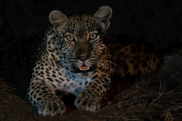Obraz premium Leopard in the spotlight in the night in Thornybush Game Reserve in the Greater Kruger Region in South Africa