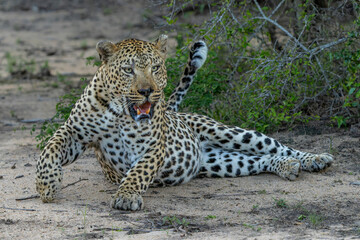 Leopard male looking for prey in SabiSands Game Reserve in the Greater Kruger Region in South Africa