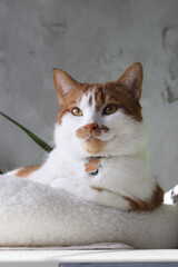 A ginger cat is sitting in a bed. Paws tucked. Close-up.
