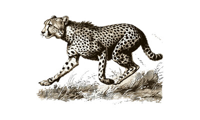 Vintage Cheetah Sprint Engraving, Monochrome Wild Cat Illustration, Rustic Animal Line Art, Retro Fauna Drawing, Antique Nature Etching, black sketch, wildlife art print