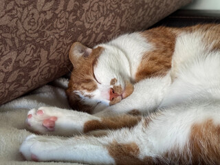 A ginger cat is sleeping on its side, stretching out its legs