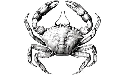Vintage hand-drawn crab engraving, ocean wildlife sketch, marine invertebrate illustration, black nautical decor art, old engraving style, crustacean print
