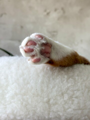 A ginger cats paw. Sticking out of a bed. Pink paw pads.