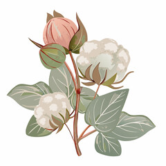Delicate Artistic Illustration of Cotton Plant with Blossoming Bolls and Leaves on a White Background Symbolizing Purity and Nature's Beauty