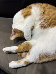 A red cat is sleeping curled up in a ball, covering its head with a paw.