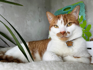A ginger cat is sitting in a bed. Paws tucked. With a thoughtful look. Close-up.