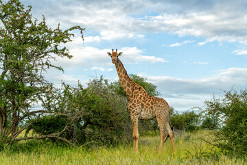 South African Giraffe (Giraffa giraffa giraffa) or Cape giraffe searching for water and food on the savanna in Kruger National Park in South Africa