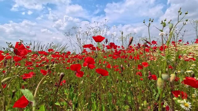 Crescit&agrave; spontanea di papaveri  in un campo agricolo
