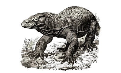 Vintage Komodo Dragon Sketch, Retro Wildlife Art, Antique Lizard Engraving, Monochrome Hand-drawn Nature Illustration, Rustic Jungle Print, Trendy Reptile Art, Old Engraving Style