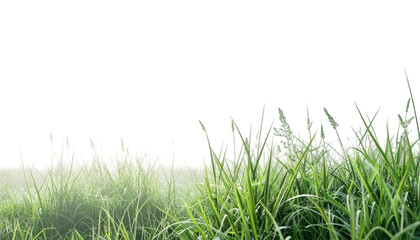 Obraz premium Green Grass Field