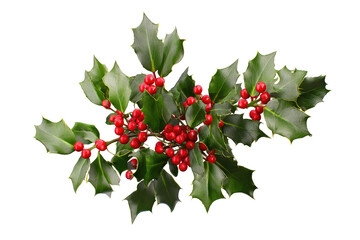 A sprig of holly with bright red berries and glossy green leaves isolated against a black background on transparent background
