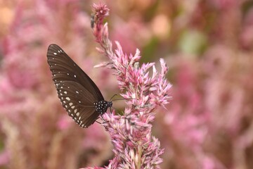 butterfly hanging and feeding nectar from flower in garden