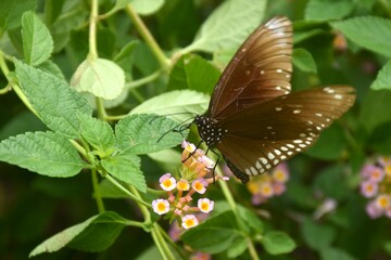 butterfly hanging and feeding nectar from flower in garden