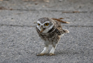 Spotted owlet (Athene brama) It is a type of bird of prey such as an owl. that can be found in...